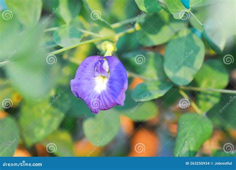 Butterfly Pea , Blue Pea Flower or Clitoria Ternatea L or PAPILIONACEAE ...