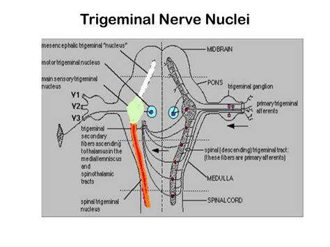 PPT - The Pons Internal Features PowerPoint Presentation, free download ...