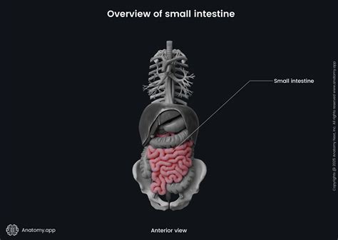 Three Parts Of Small Intestine Diagram