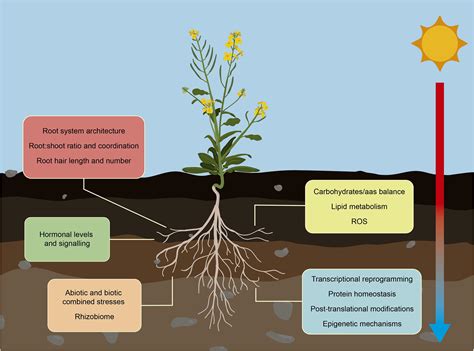 How Does Air Temperature Affect Plant Growth at Levi Gether blog