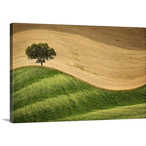 GreatBigCanvas Tree on the hill by Marco Carma 20-in H x 30-in W ...