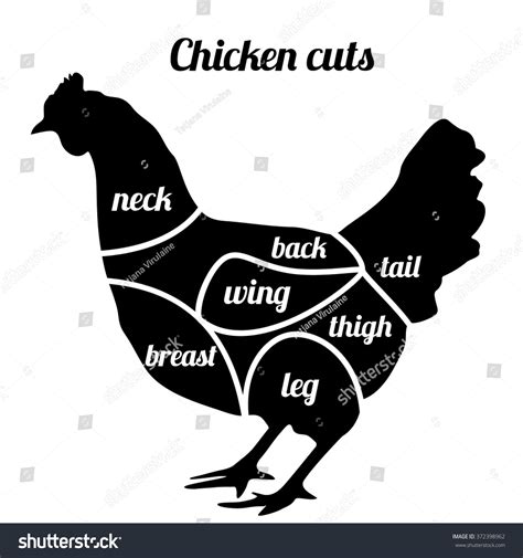 Chicken Cuts Vector Illustration Chicken Meat Stock Vector 372398962 ...