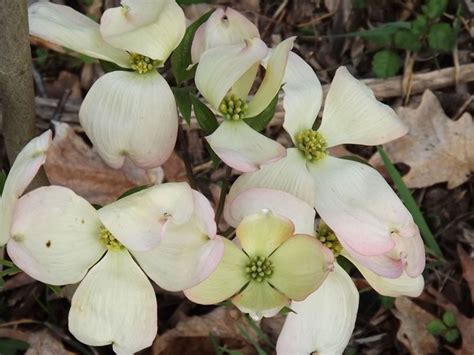 Cornus florida 'Karen's Appalachian Blush' - Karen's Appalachian Blush ...