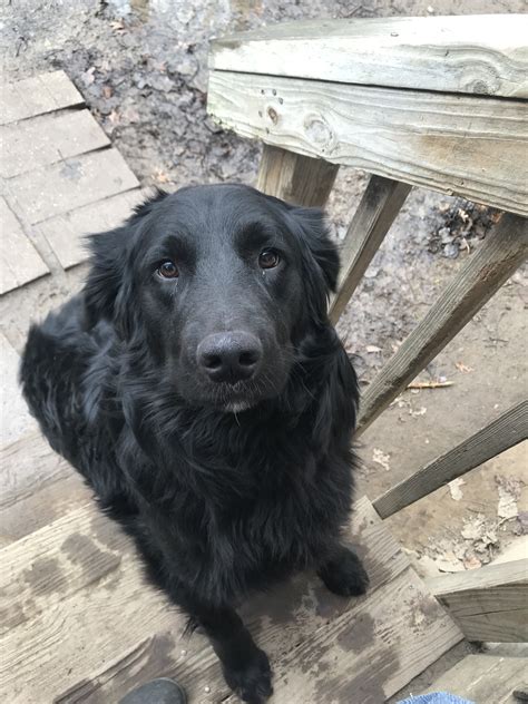 Adopt Landon on Petfinder | Flat coated retriever, Dogs, Dog breeds