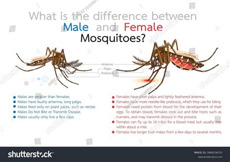 Identify Male And Female Mosquito at Juan Zuniga blog