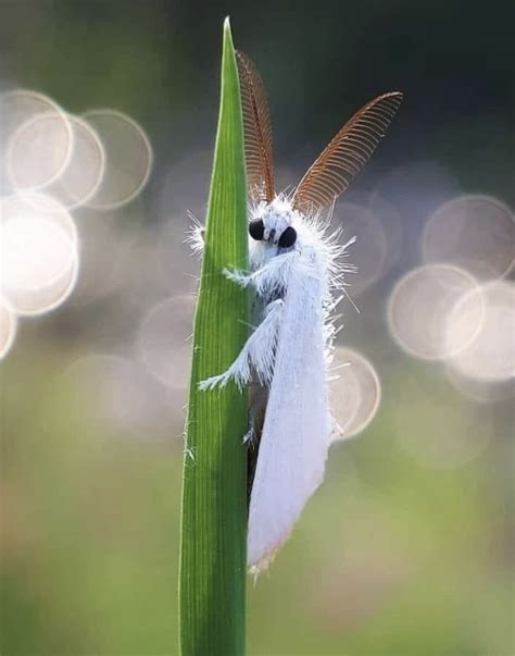 White satin moth (Leucoma salicis) on blade of grass. Photo credit ...