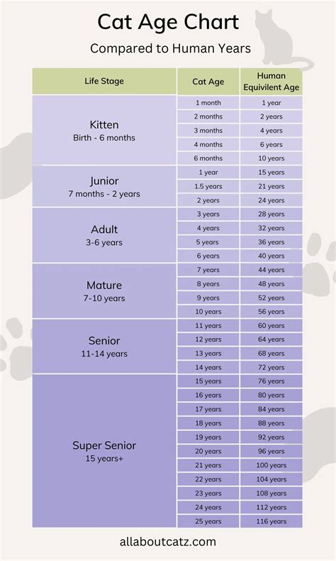 Cat Age Chart in Human Years [INFOGRAPHIC] - Infographic Plaza