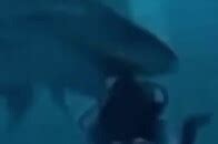 女子潜水被鲨鱼咬伤后遭网暴最新素材