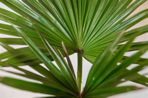 How to Grow the Chinese Fan Palm (Fountain Palm)