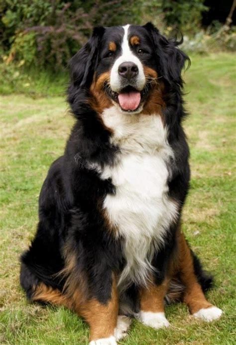 Do you prefer big or small dogs? - GirlsAskGuys