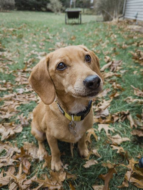 Beagle Dapple Dachshund Mix