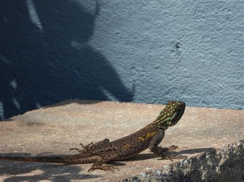 Have You Seen a Peter’s Rock Agama on the Islands? | Sanibel-Captiva ...