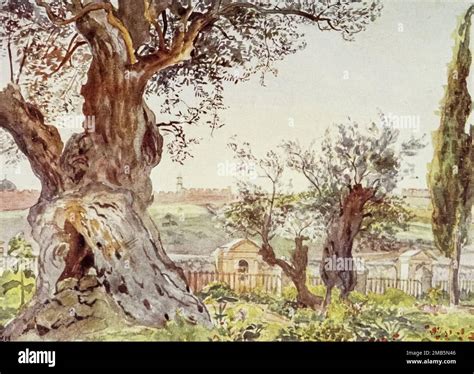 In the Garden of Gethsemane. Noonday. Looking towards Valley of ...