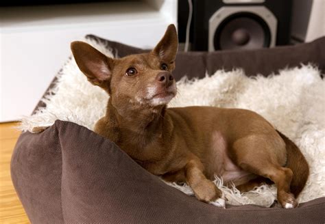 What Needs to Be Considered When Returning to Work - FOUR PAWS ...