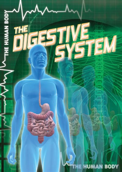 The Digestive System (The Human Body) : Shea, John M., M.D.: Amazon.in ...