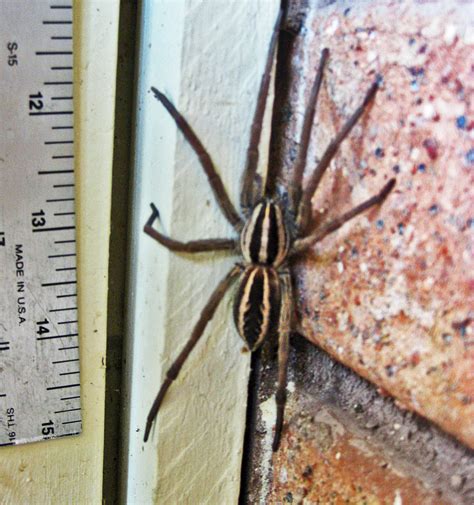 Rabid Wolf Spider