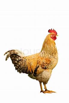 Hen Background by Hen Isolated Oh White Background Stock Image Colourbox Hen Background