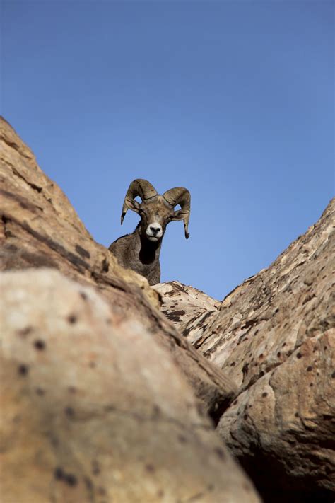 Nevada’s state animal: Desert bighorn sheep | News