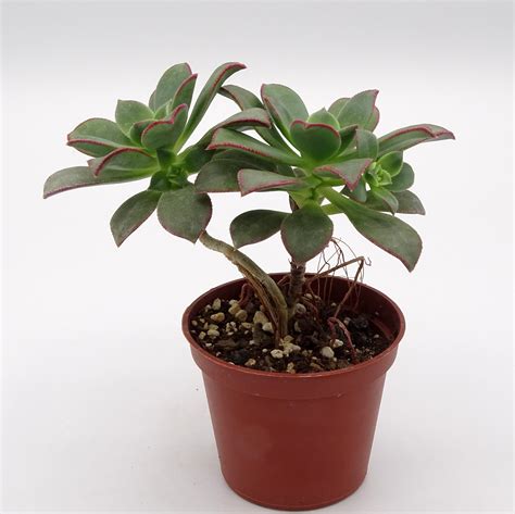 Aeonium haworthii 'Kiwi' - Cactus Prod