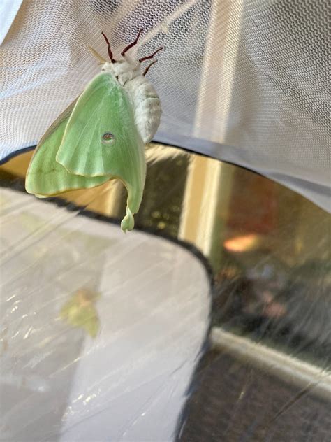 LUNA MOTH A1 to A1- Grade Spring Brood Unmounted Unspread Ex-pupa ...