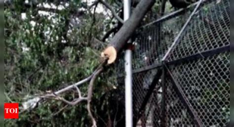 Sandalwood trees stolen from Delhi zoo | Delhi News - Times of India