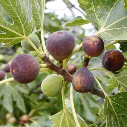 Fig Fruit Dwarf Plant ficus carica Turkey Brown 1 Helathy Live Layerin ...