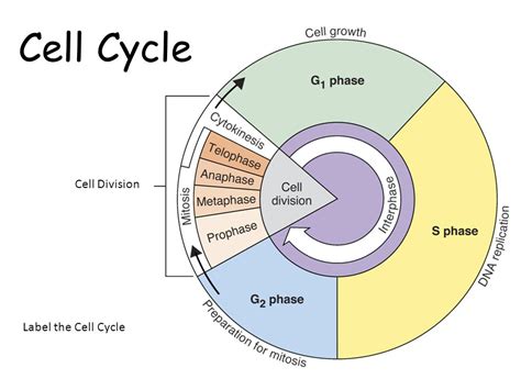 Image result for Cell Cycle Animation
