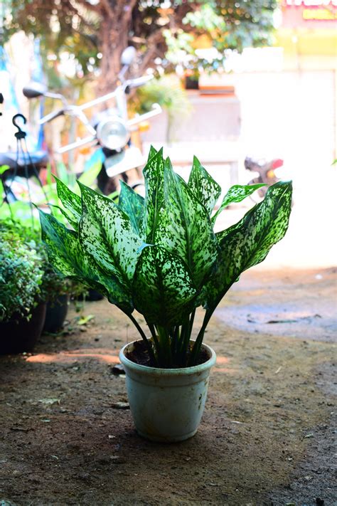 Aglaonema Snow White – Green Evolve