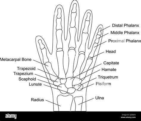 Human hand bones anatomy with descriptions. Hand parts structure. Human ...