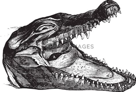 Alligator Head Drawing