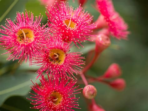Native Australian Plants