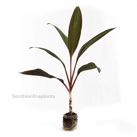 Cordyline fruitcosa Inscripta – Santhi Online Plants