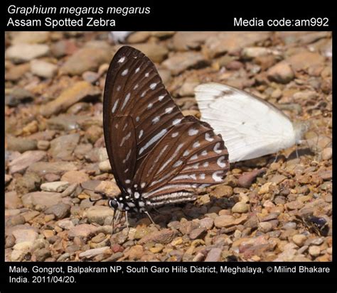 Graphium | Butterfly