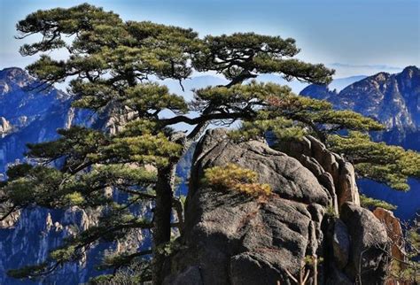 中国最“值钱”的植物，全世界唯一一棵，守树人日夜守护近千年_迎客松