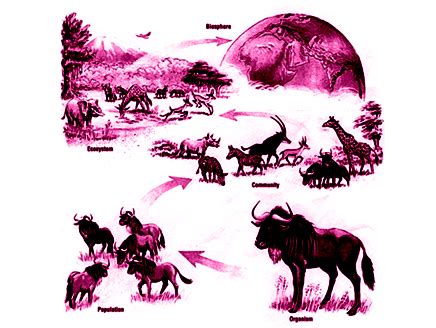 Ecology 的图像结果