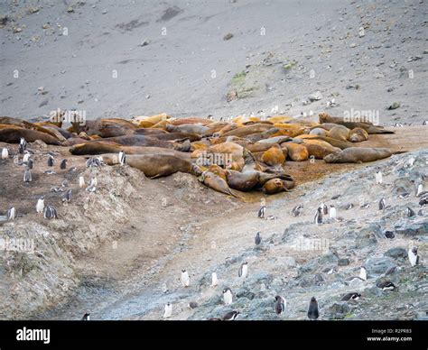 Colony of southern elephant seals and gentoo penguins at Hannah Point ...