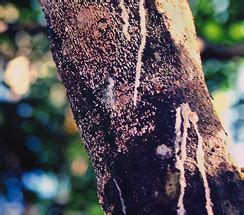 TNAU Agritech Portal :: Crop Protection