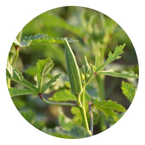 Seeds To Start In August — Green Acres Nursery & Supply