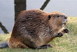 Beaver 的图像结果