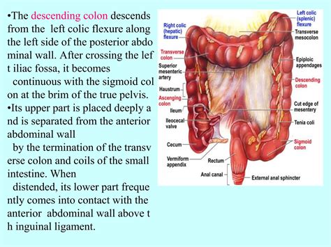 digestive 3.pptxpfanatomy small intestine and | PPTX