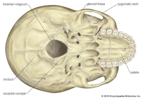 Occipital Condyles