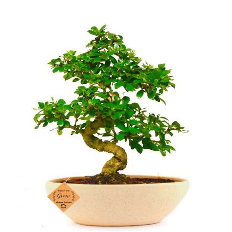 Buy Carmona Flowering Bonsai Plant 9 Years 40 cm Indoor - Abana Homes ...