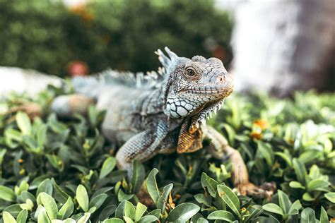 Wildlife by Aruba Paradise Photos