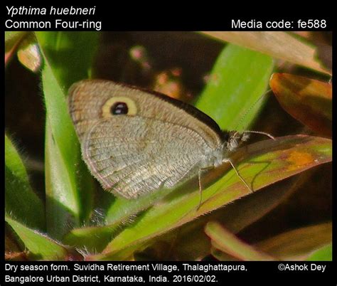 Ypthima huebneri | Butterfly