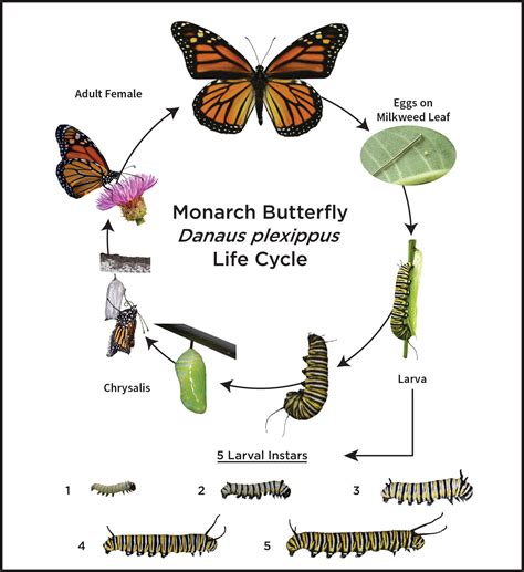 Life Cycle | University of Houston