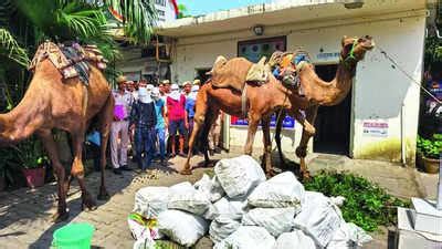Beer and booze on camelback: Delhi Police crack desert-style smuggling ...