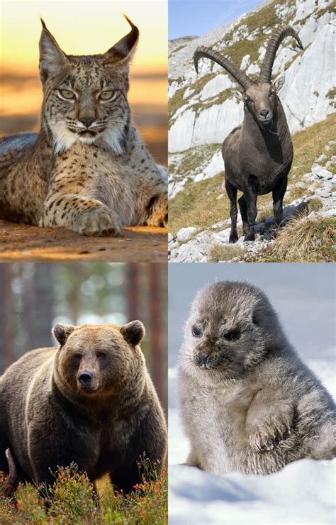 8 Unique Animals You Can Spot Across Schengen Countries