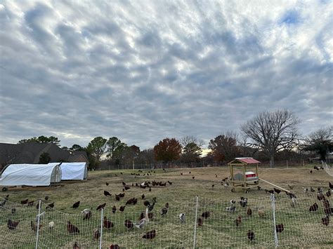 Chicken 的图像结果