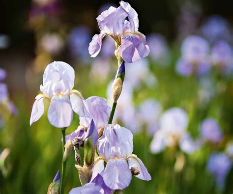 Bearded iris plant guide: how to grow and care for