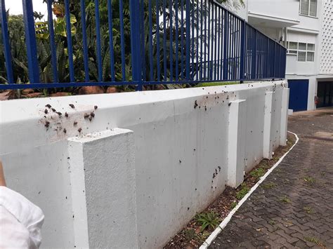 Snails eating paint? : r/snails